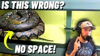 Why do Keepers Think Reticulated Pythons don’t need space?