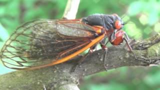 Magicicada septendecim cicada walking on a branch (Brood II, 2013)