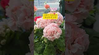 꽃인심 좋은 제라늄.로즈버드#Shorts #꽃 #가드닝 #반려식물 #베란다정원 #식물 #geranium #식집사 #취미 #식물키우기 #사랑 #꽃인심