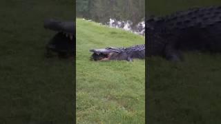 Animals with the Strongest Bite Force #facts #animals #nature