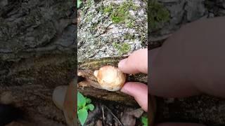 Гриб малыш Трутови́к берёзовый Piptoporus betulinus #шортс #mushroom #берёзоваягубка #nature #fungi