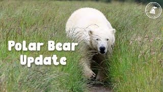 Polar Bears Update