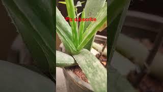 ## kalamandha pooja# women's adda
