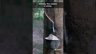 Why Tyres Are Always Black? I Interesting Facts I Embibe