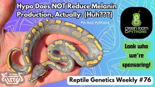 The Hypo Ball Python Mutation Doesn't Actually REDUCE Melanin Production... - RGW Ep 76