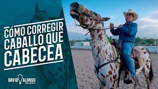 Cómo Corregir un Caballo que Cabecea