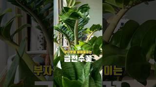 부富와 희망의 상징 #금전수꽃 #마이진 #님의향기