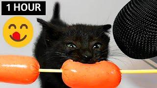 1 HOUR Kitten ASMR Eating Sausage Compilation