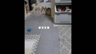 우리집 강아지는 말썽강아지~~ |언니 가방 못잊는  #말티푸 ㅎ
