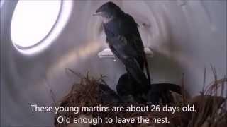 Young Purple Martin's First Flight