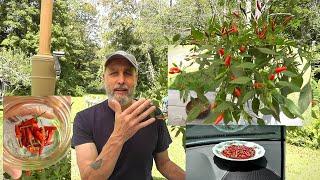 Hydro Hot Pepper Harvest And Dashboard Dehydrating