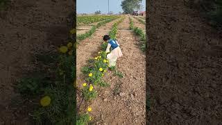 Dnyaneshwari shetat fule todte# kalya kalya Matit # shortfeed # short video #
