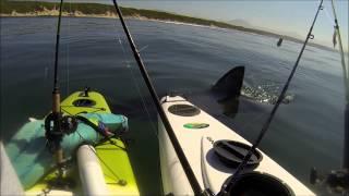 Great White Tests Kayak Anglers' Nerves - Jukin Media Verified (Original)