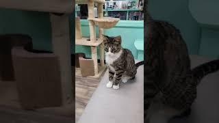 Mochas and Meows Cat Cafe in Branson Missouri