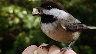 Hand Feeding Birds In The Wild