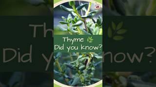 The Benefits of #Thyme