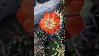 Echinocereus Flowers! #cactus #flowers #nature #gardening #cactusjerk
