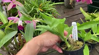 Orchid Hunters: SVO Catasetum Haul