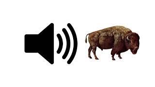 Bison Sounds - Sound Effect | ProSounds