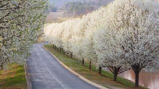 Why Bradford Pears Are The Worst Tree | Southern Living