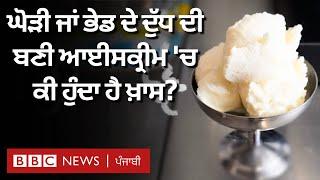 Ice Cream: ਕੀ ਘੋੜੀ ਦੇ ਦੁੱਧ ਦੀ ਆਈਸਕ੍ਰੀਮ ਬਣ ਸਕਦੀ ਹੈ, ਆਈਸਕ੍ਰੀਮ ਲਈ ਕਿਹੜਾ ਦੁੱਧ ਹੈ ਖ਼ਾਸ| 𝐁𝐁𝐂 𝐏𝐔𝐍𝐉𝐀𝐁𝐈