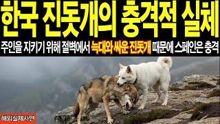 [해외감동사연] 한국 진돗개가 야생늑대와 싸우는 모습을 본 스페인 여성이 충격받은 진짜 이유ㅣ외국사연 ㅣ감동사연 ㅣ해외반응 ㅣ사연 ㅣ