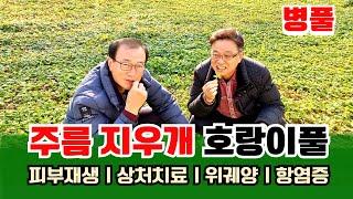 【약초대학TV】 주름을 지워드립니다(피부재생, 항염증의 원료 병풀)