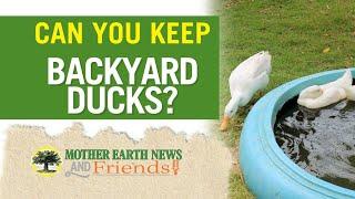 PODCAST | How to Raise Ducks for Eggs in Your Backyard