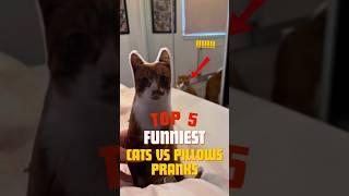 TOP 5 FUNNIEST Cats VS Pillows PRANKS ️