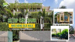 Setup Trang Trí Cây Xanh Nhà Hàng Ola Hale | Phương Trung Green