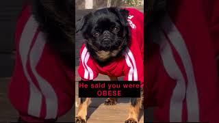 In need of a second opinion #grumpydog #dog #brusselsgriffon audio @bobbyg1967