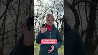 Минусы жизни в Калининграде  | Сервис бронирования «ЖилиБыли» #путешествия #интересно #калининград