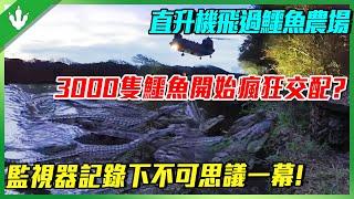 直升機呼嘯飛過，3000隻鱷魚開始瘋狂“交配”？監視器記錄下不可思議一幕！