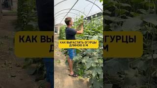 Огурцы уже 8мИспользую эту органическую подкормку  WB: 204491572