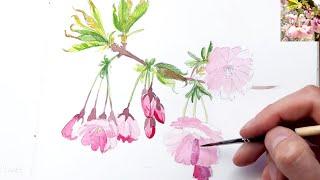 Painting a cherry blossom in watercolor | sakura blossom 