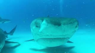 Shark Snags Phone for a Jaw-Dropping POV