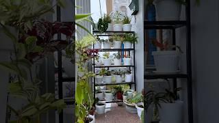 #happiness #plantlover #homesweethome #shortvideo