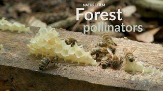 Forest pollinators