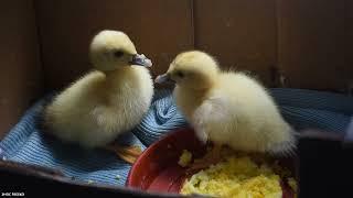 Cute ducklings after eating boiled eggs | Romania