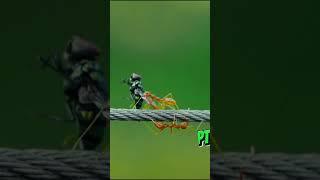 Ant Colony Optimization (ACO): Top Efficiency Hack For Better Organization | Ingenius Nature