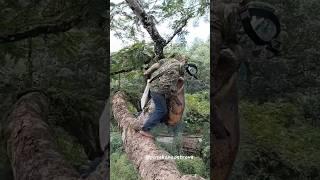 Медовый экстримдобыча дикого-меда в Камбоджи