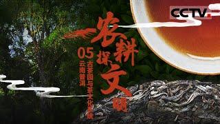 《农耕探文明》对普洱“世界茶源”的认定 到底来自哪些科学依据？而天人合一的古茶园为何能延续千年？EP05 【CCTV纪录】