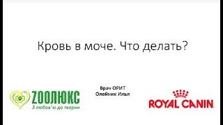 Кровь в моче. Доврачебная помощь собакам в экстренных ситуациях. Вебинар.