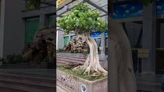 cây Bồ đề độc lạ quá