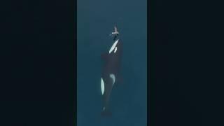 Daring bird is lucky to be alive! #orca #killerwhale #wildlife