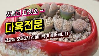 [인천다육] 내일 오후3시 #신상다육이 입고                                         문의 010-5316-7402