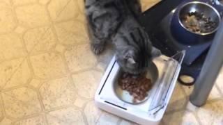 Surefeed Sealed Pet Bowl From SureFlap