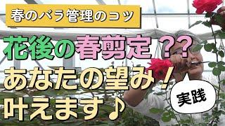【バラの育て方】春のバラ管理のコツ花後の春剪定？？あなたの望み！叶えます（2023年5月12日）