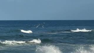 Windansea Beach - La Jolla - San Diego