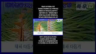 생대파 건조, 대파분말 만들기 #포스푸드케어 #특우tv #특우농원 #대파분말